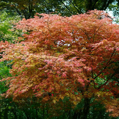 Shin Deshojo Maple Tree