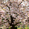 Shirofugen Flowering Cherry Tree