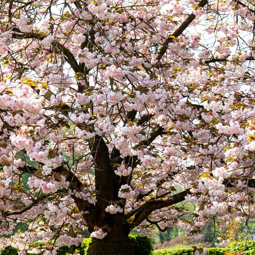Shirofugen Flowering Cherry Tree