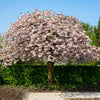 Shirofugen Flowering Cherry Tree