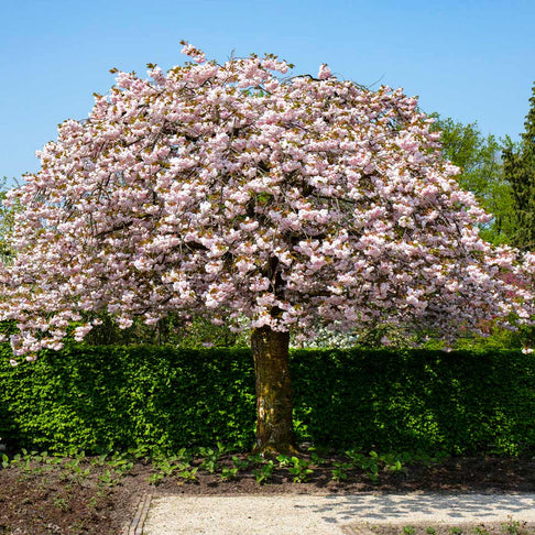 Shirofugen Flowering Cherry Tree