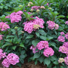 Show Stopper™ Hydrangea Bush