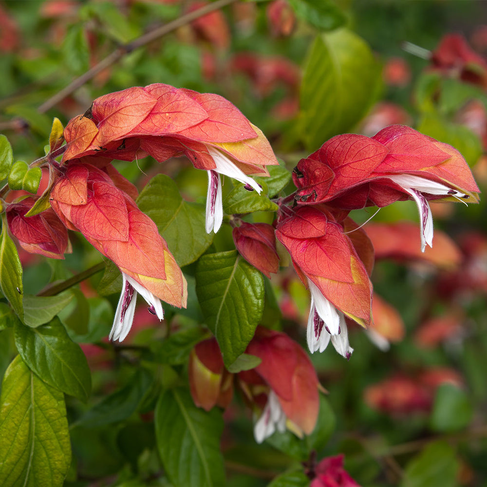 Shrimp Plant