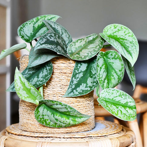 Silver Pothos
