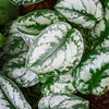 Silver Pothos