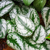 Silver Pothos