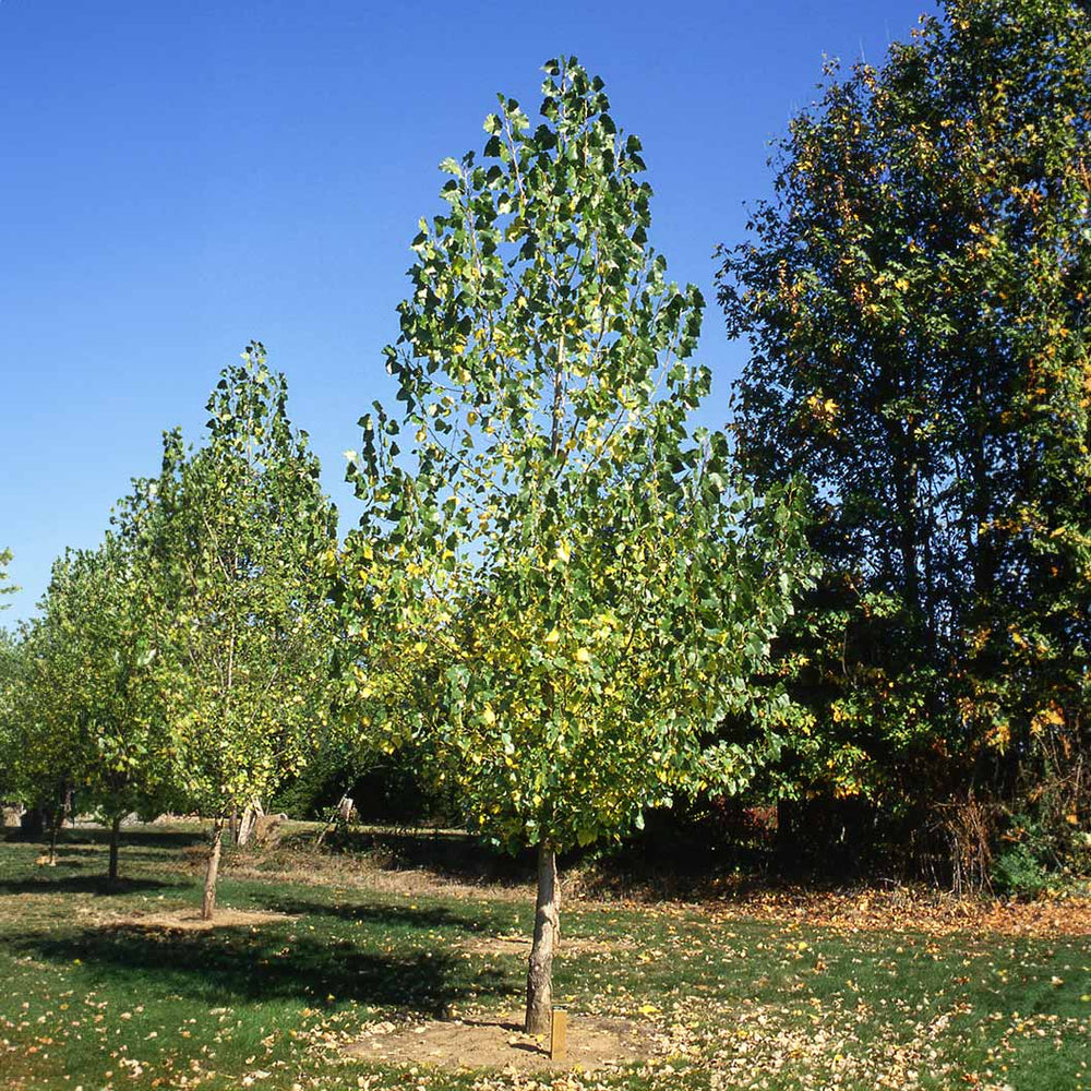 Siouxland Poplar Tree