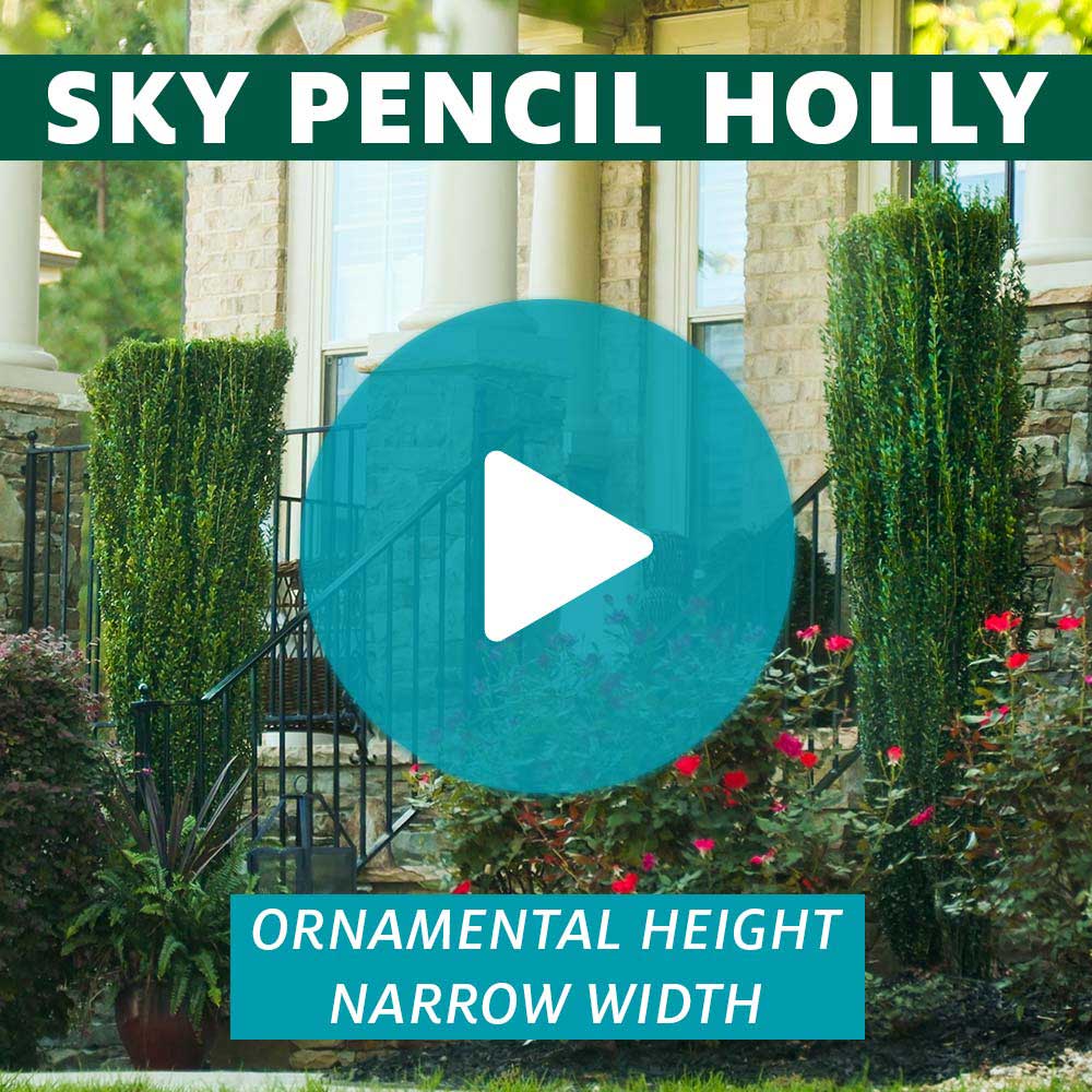 Sky Pencil Holly Tree