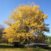 Skyline® Honeylocust Tree
