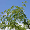 Skyline® Honeylocust Tree