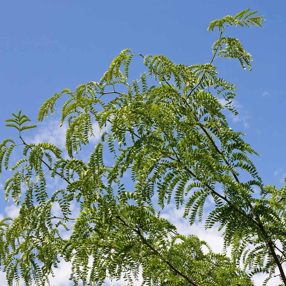 Skyline® Honeylocust Tree
