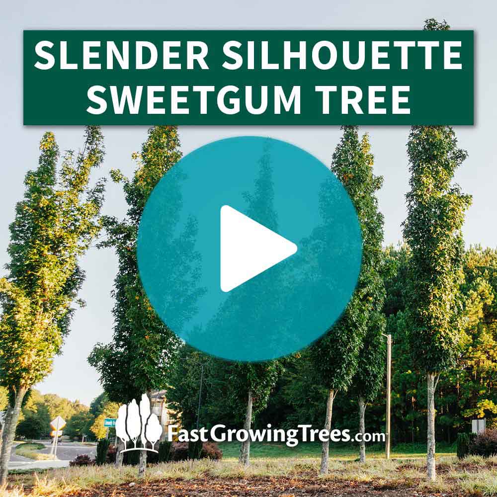 Slender Silhouette Sweetgum Tree