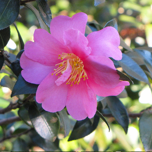 Slim 'N Trim Camellia
