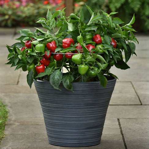 Snackabelle Red Pepper Plant - USDA Organic
