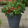 Snackabelle Red Pepper Plant - USDA Organic