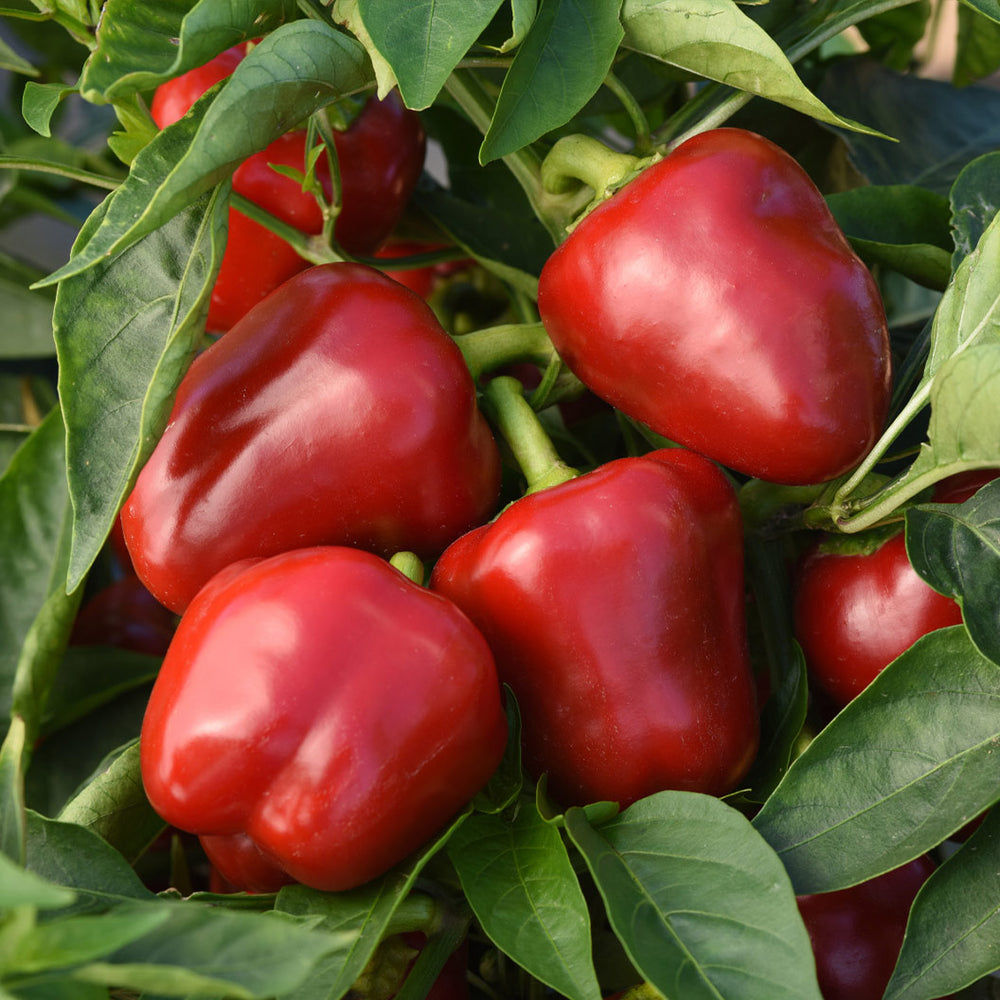 Snackabelle Red Pepper Plant - USDA Organic