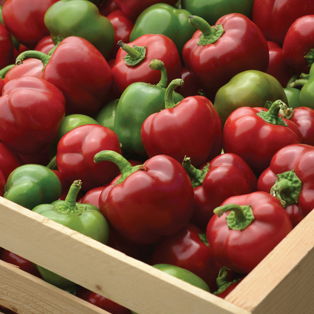Snackabelle Red Pepper Plant - USDA Organic