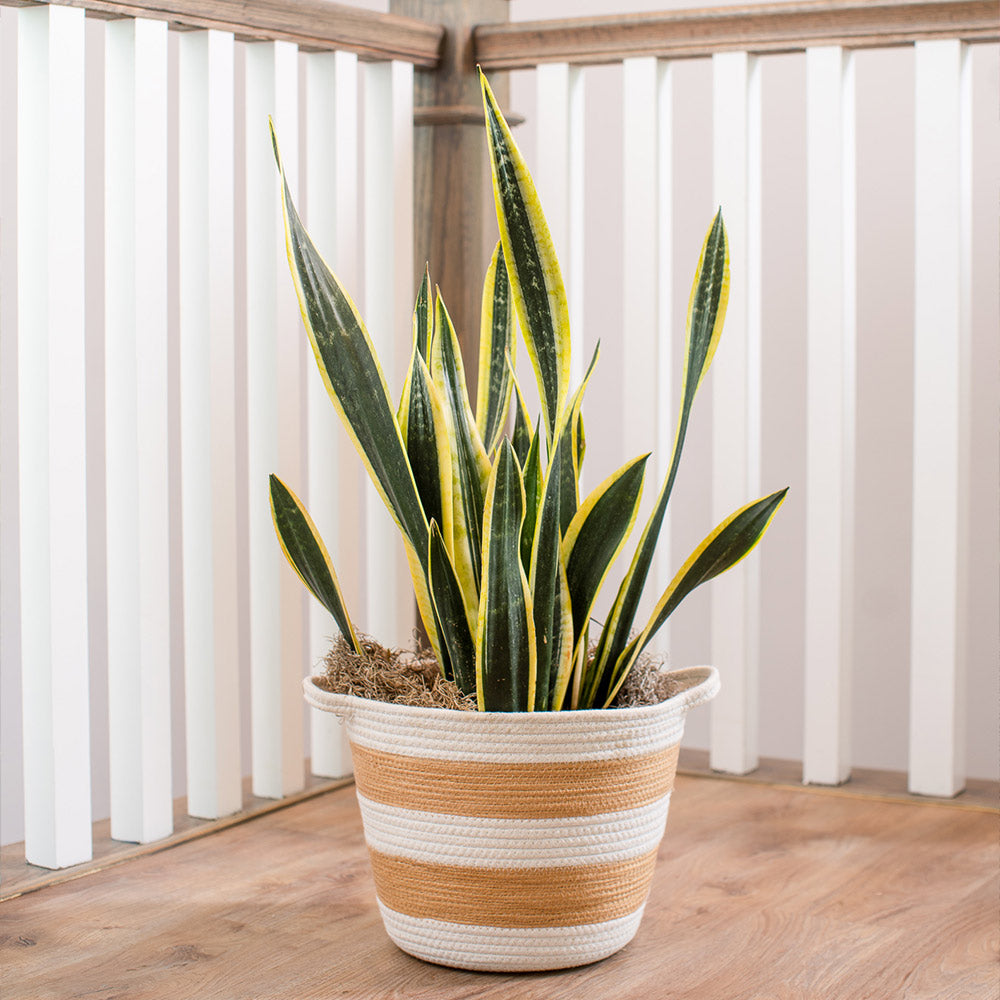 Black Gold Snake Plant