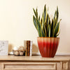 Black Gold Snake Plant