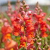 Speedy Sonnet Bronze Snapdragon