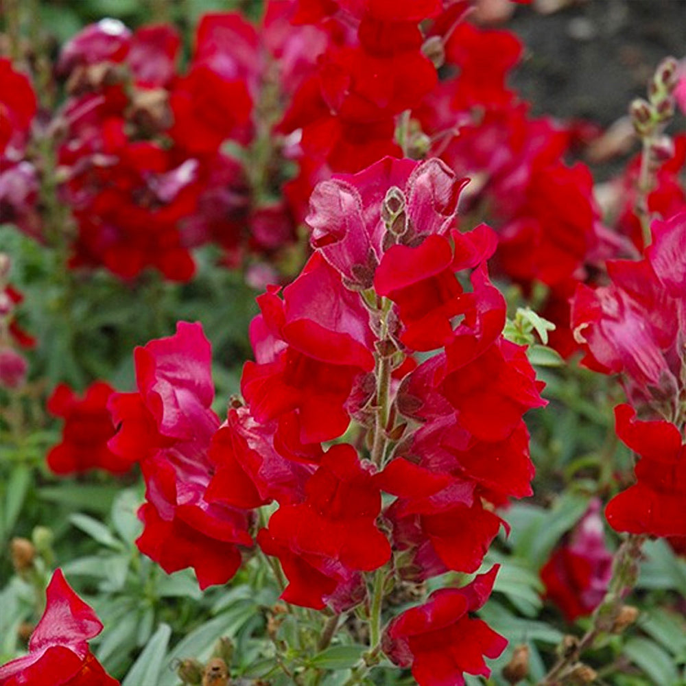 Speedy Sonnet Crimson Snapdragon