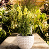 Speedy Sonnet Yellow Snapdragon