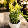 Speedy Sonnet Yellow Snapdragon