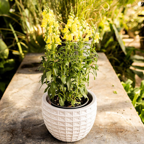 Speedy Sonnet Yellow Snapdragon