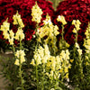 Speedy Sonnet Yellow Snapdragon