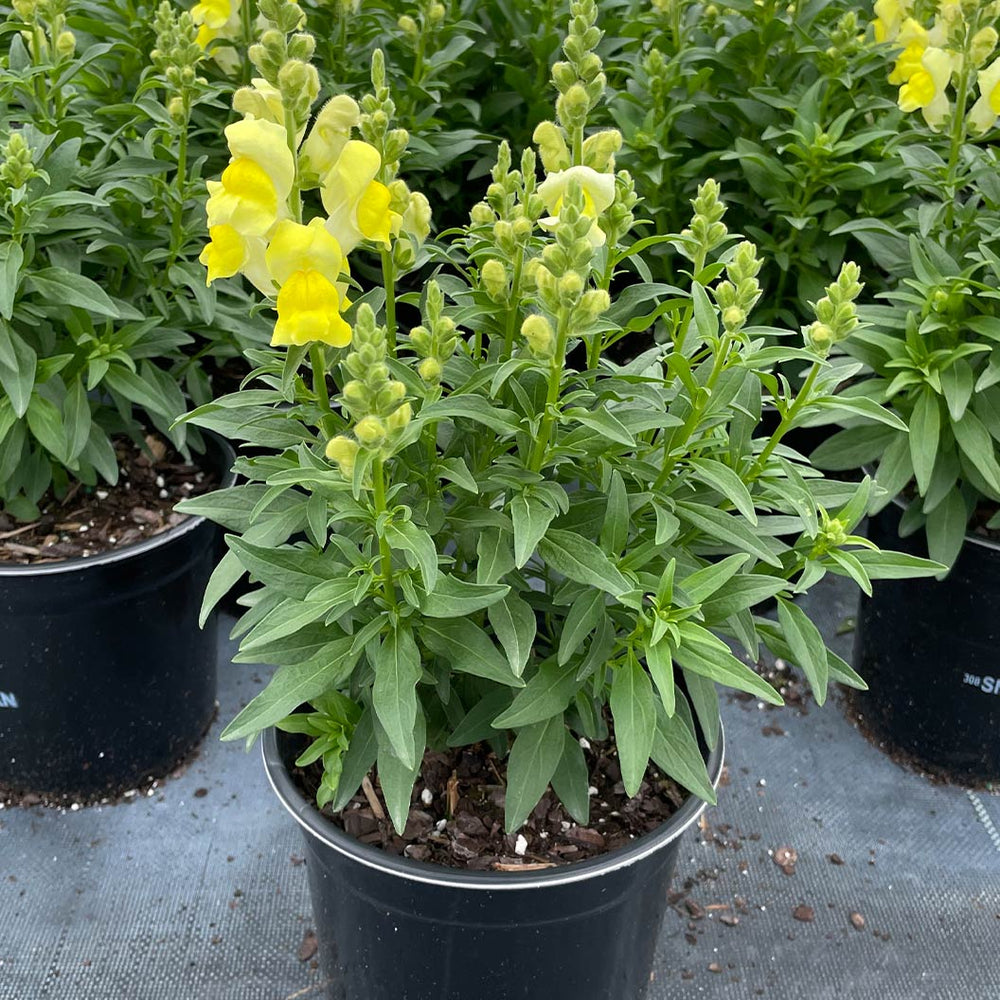 Speedy Sonnet Yellow Snapdragon