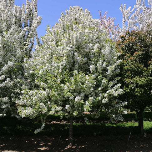 Snow Crystal® Crabapple Tree