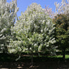 Snow Crystal® Crabapple Tree