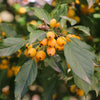 Snow Crystal® Crabapple Tree