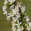 Snow Crystal® Crabapple Tree