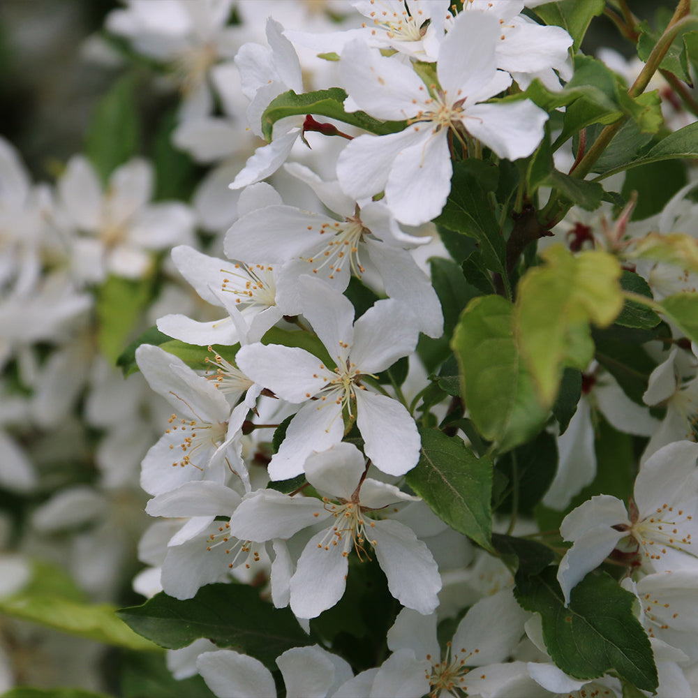 Snow Crystal® Crabapple Tree