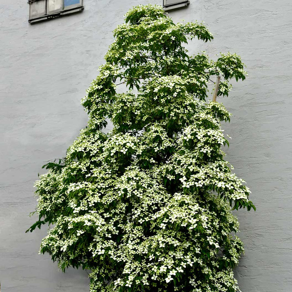 Snow Tower Columnar Dogwood Tree