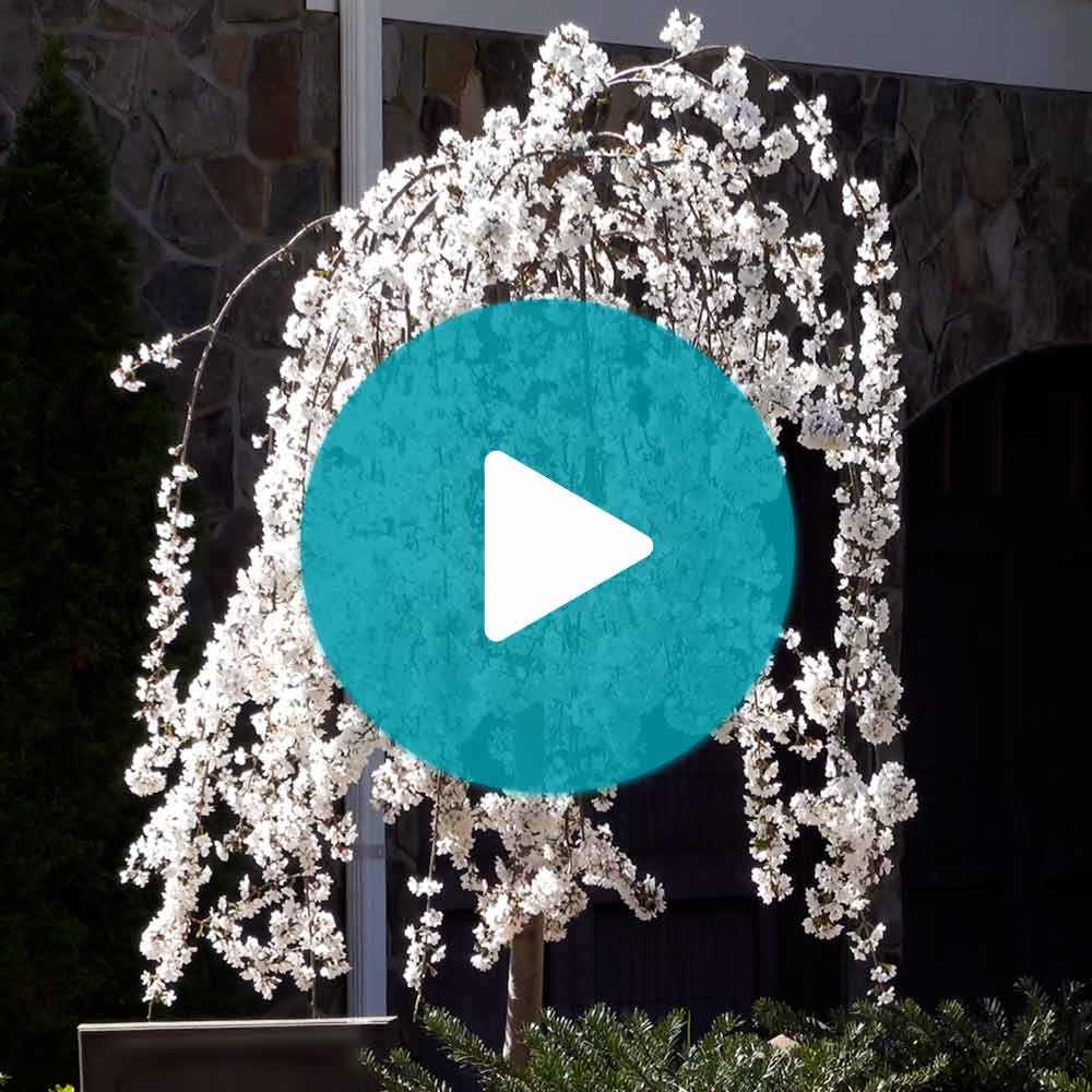 Snow Fountains® Weeping Cherry Tree