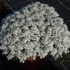 Better Versions® Summer Snowdrift Candytuft Plant