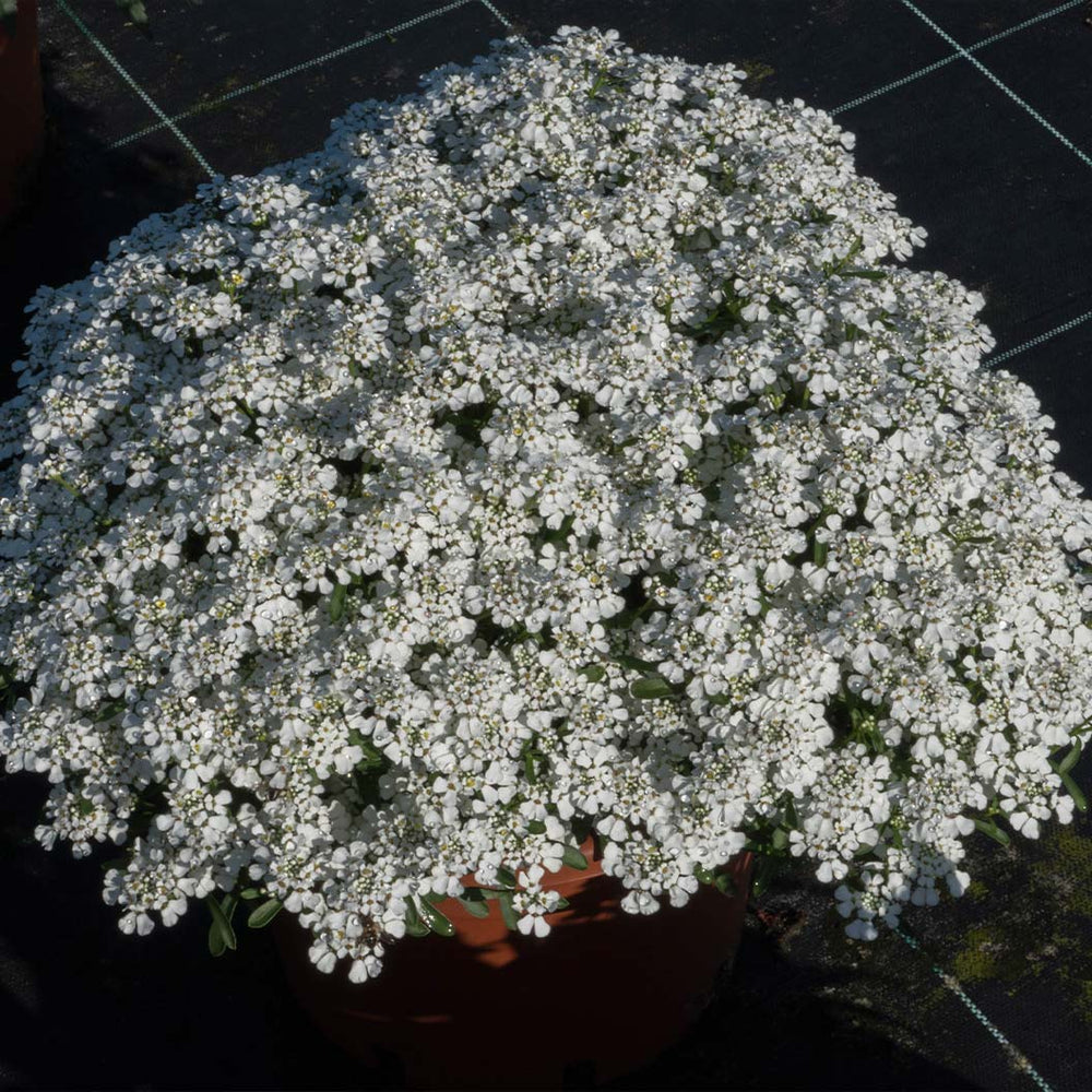 Better Versions® Summer Snowdrift Candytuft Plant