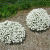 Better Versions® Summer Snowdrift Candytuft Plant