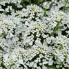 Better Versions® Summer Snowdrift Candytuft Plant