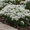 Better Versions® Summer Snowdrift Candytuft Plant