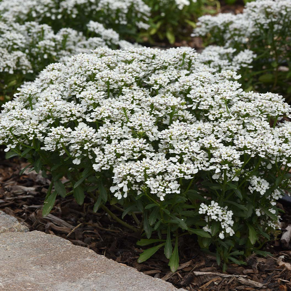 Better Versions® Summer Snowdrift Candytuft Plant