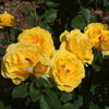 Sol Desire® Rose Shrub