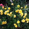 Sol Desire® Rose Shrub