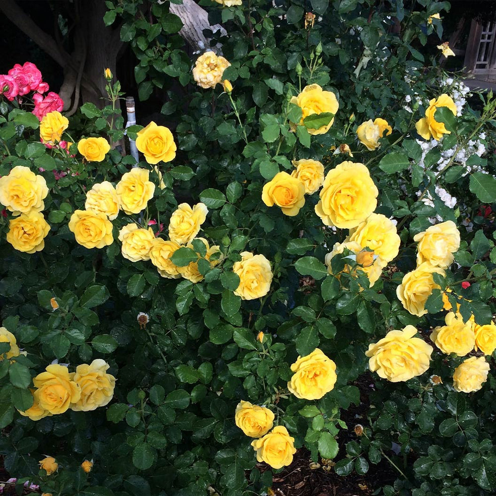 Sol Desire® Rose Shrub