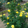Sol Desire® Rose Shrub