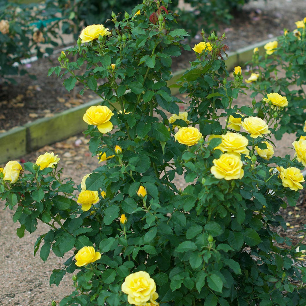 Sol Desire® Rose Shrub
