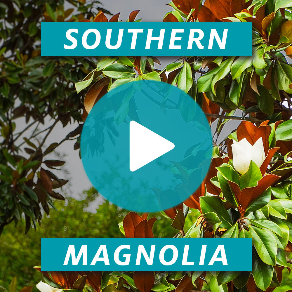 Southern Magnolia