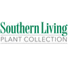 Southern Living® Night Light™ Chamaecyparis Shrub